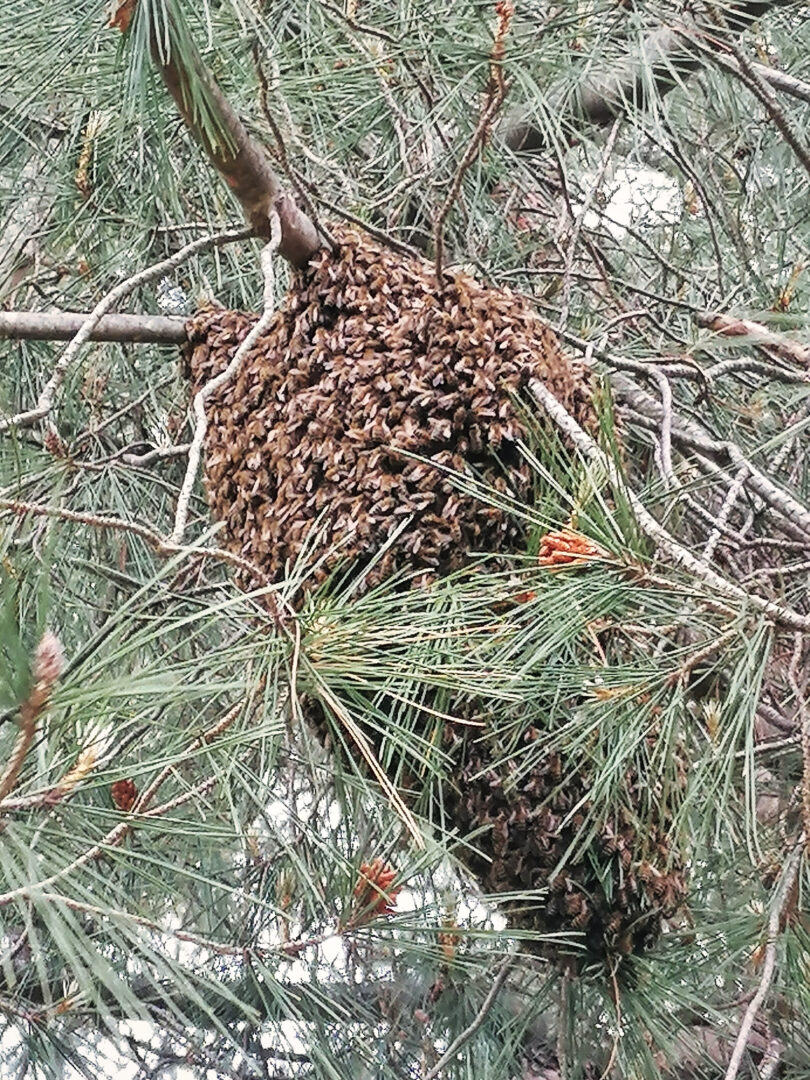 Pčelinjak